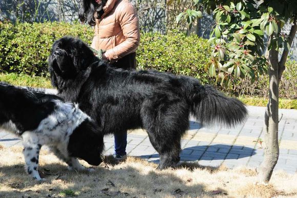 纽芬兰犬vs藏獒,纽芬兰犬藏獒混血
