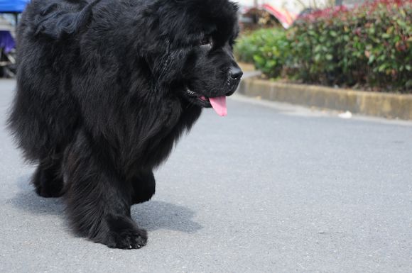 纽芬兰犬vs藏獒,纽芬兰犬藏獒混血