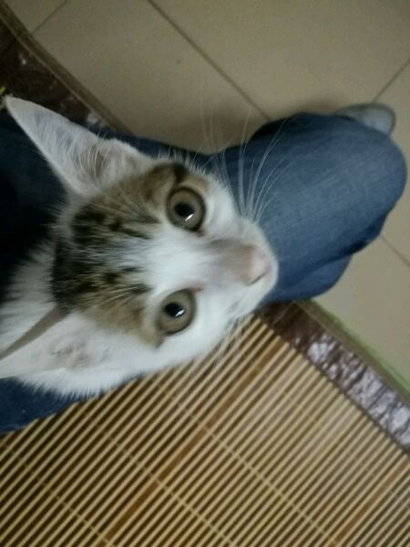 青春小蓝平板电脑怎么样,海尔青春小蓝2pro