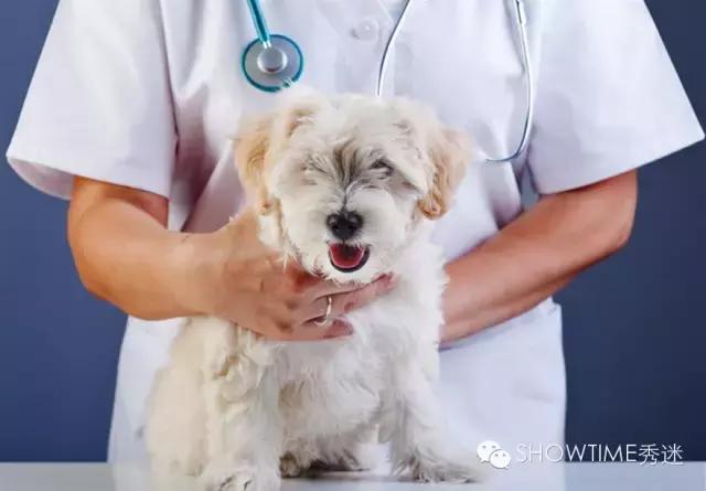 科普猫狂犬病,猫狗怎么患上癫痫