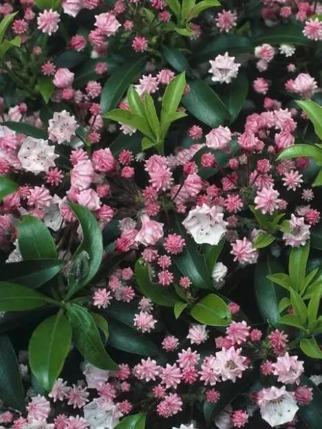 15个高颜值花园庭院设计,冬日无阳光的后花园庭院设计