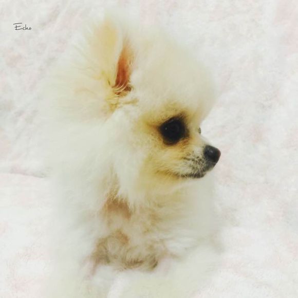 小博美患细小病毒能治疗吗,博美细小治好几率有多大