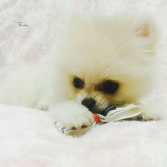 小博美患细小病毒能治疗吗,博美细小治好几率有多大