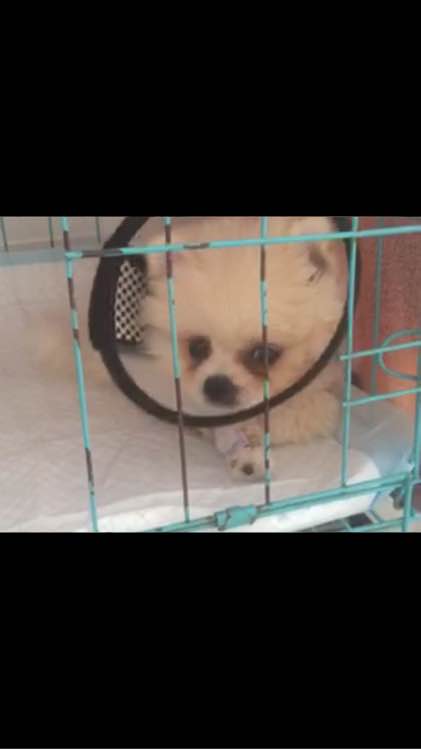 小博美患细小病毒能治疗吗,博美细小治好几率有多大