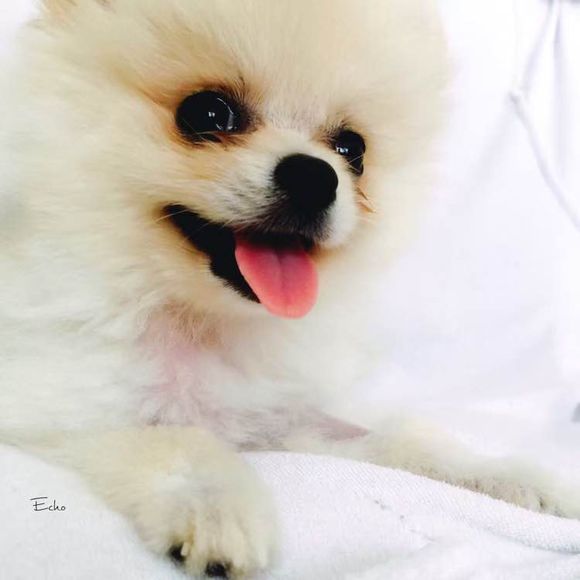 小博美患细小病毒能治疗吗,博美细小治好几率有多大