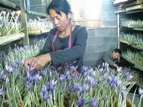 花草之精灵——此西红花,非彼红花