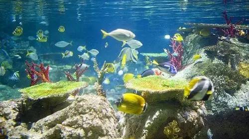 泰国沙美岛潜水有套路吗,泰国普吉岛潜水泳镜