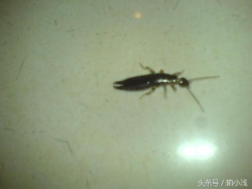 墙内飞蚁消灭最简单方法,有什么方法驱赶蚂蚁最有效