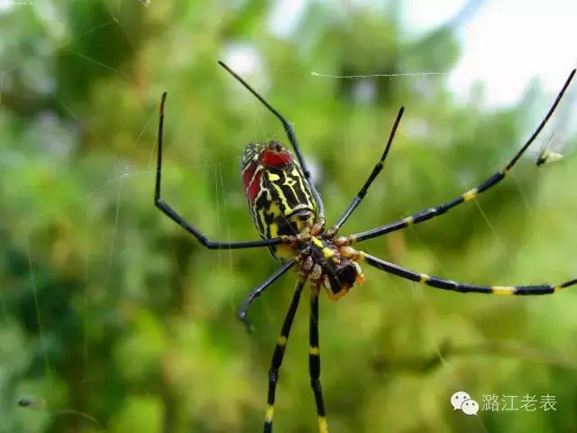 云南昆虫宴美食,云南特色虫宴