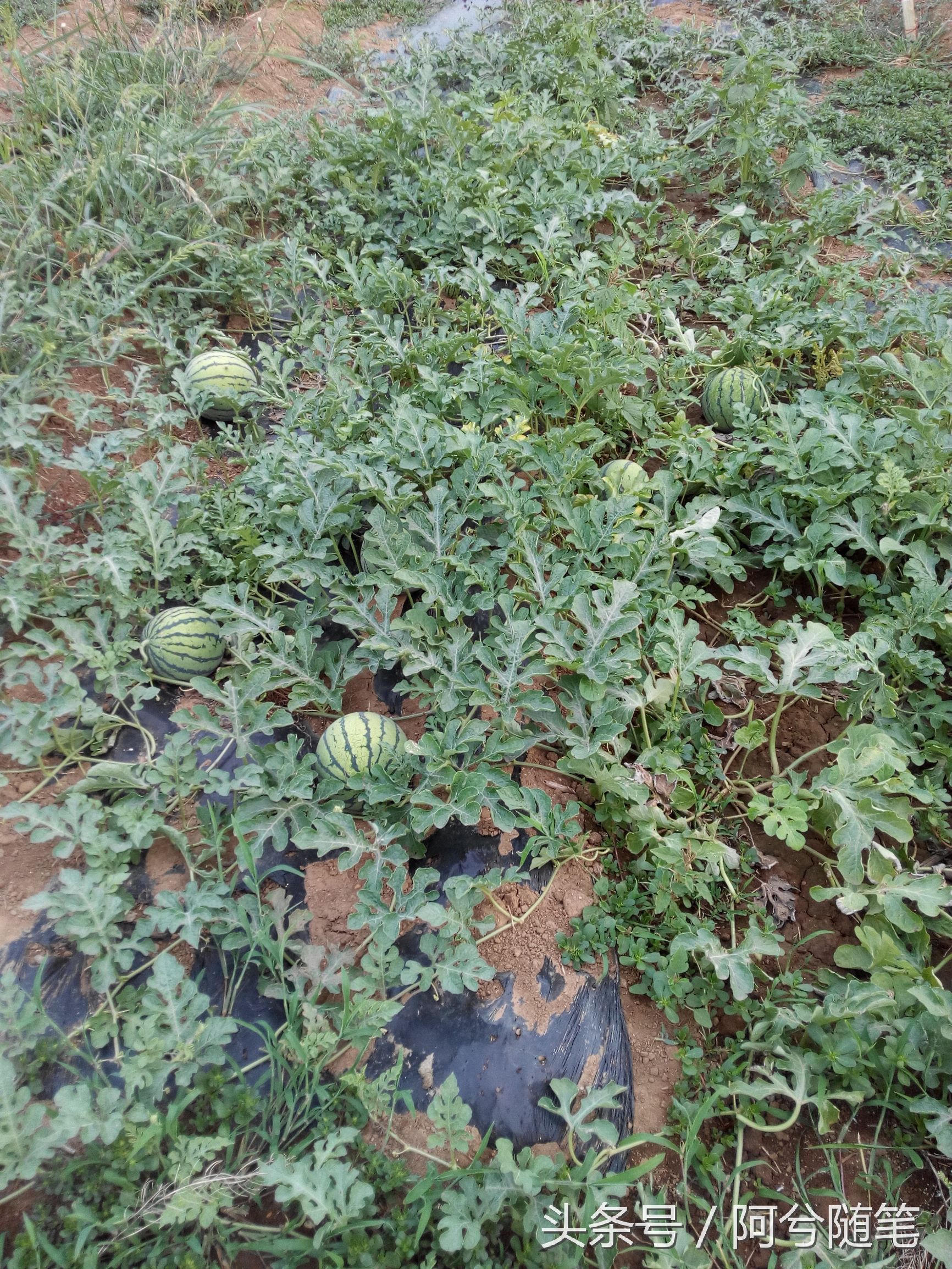 农村人最爱种植的20种“瓜”,你认识几个?|阿兮随笔