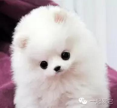 给狗狗取名字的四种方法,给捡来狗狗取什么名字好