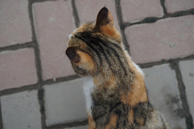 青海大西北之旅 (西宁青海湖张掖敦煌夏季之旅)