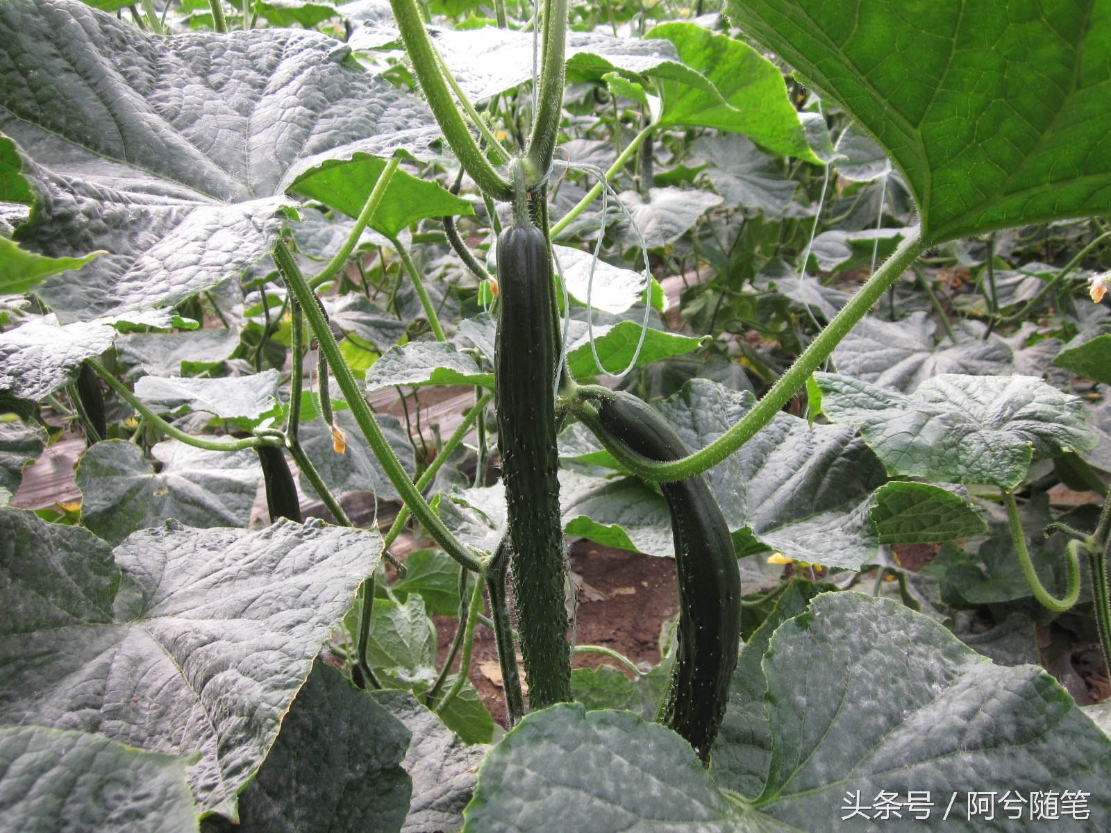 农村人最爱种植的20种“瓜”,你认识几个?|阿兮随笔