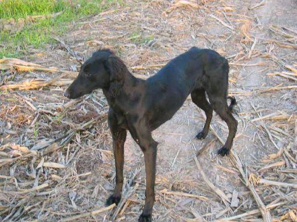 纯纯的土狗,纯纯的小土狗