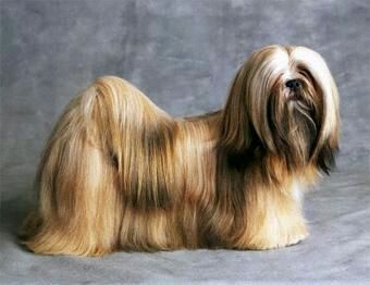 纯纯的土狗,纯纯的小土狗