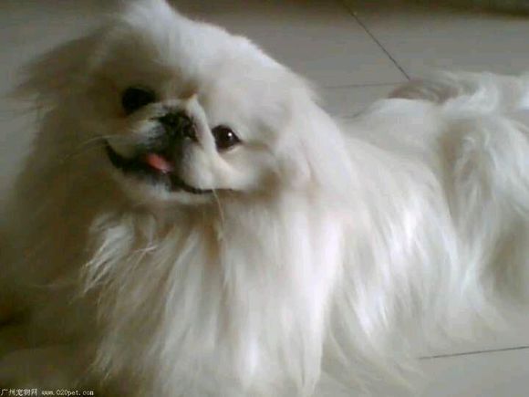 纯纯的土狗,纯纯的小土狗