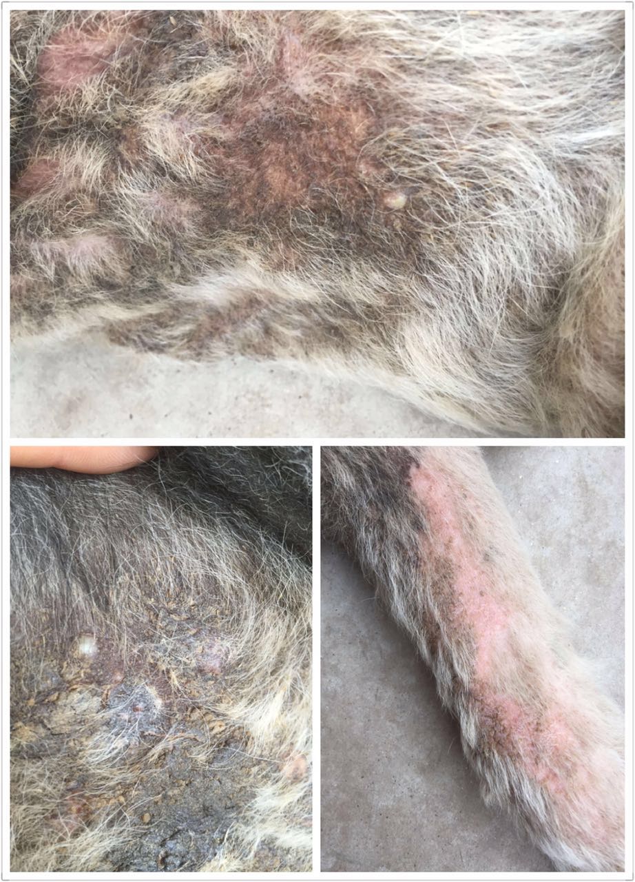 给狗狗洗澡后变样了,如何不给狗狗洗澡也能变干净