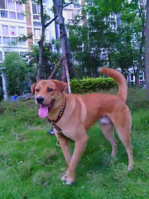 纯纯的土狗,纯纯的小土狗