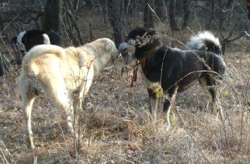 纯纯的土狗,纯纯的小土狗