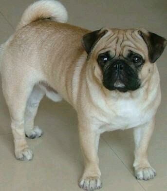 纯纯的土狗,纯纯的小土狗