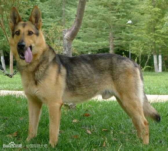 纯纯的土狗,纯纯的小土狗