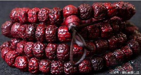 小金刚菩提深度清理方法,小金刚菩提清理不干净