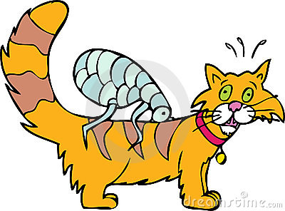 被猫抓伤是患狂犬病还是猫抓病,被小猫抓伤会得狂犬病吗伤口很浅