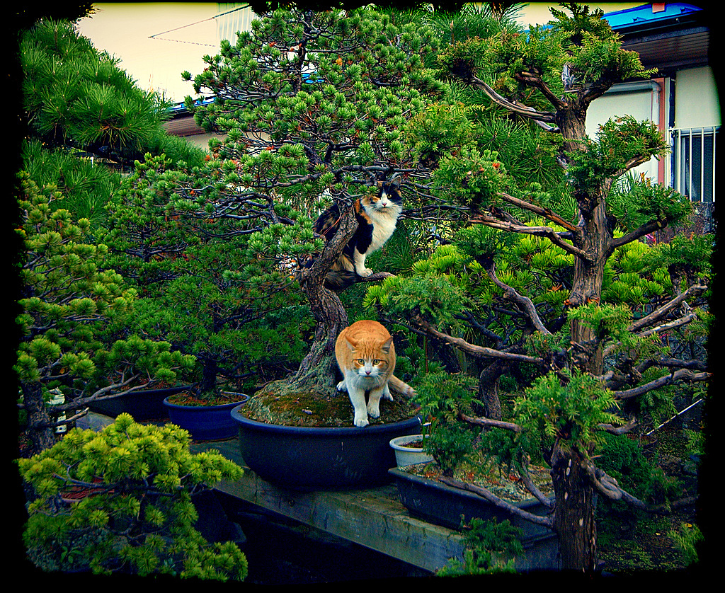 “盆景猫”这种虐猫网站为什么关不掉?!