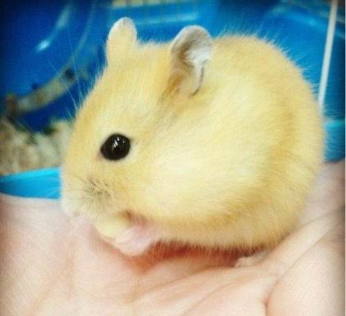 布丁仓鼠的生活习性,布丁仓鼠死前的样子