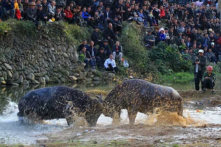 与众不同的斗牛,斗牛精神的魅力