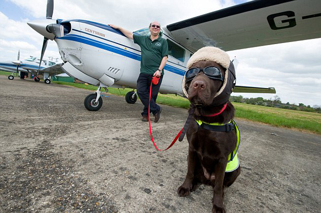 国庆带狗狗适合去哪玩,国庆狗狗出去浪