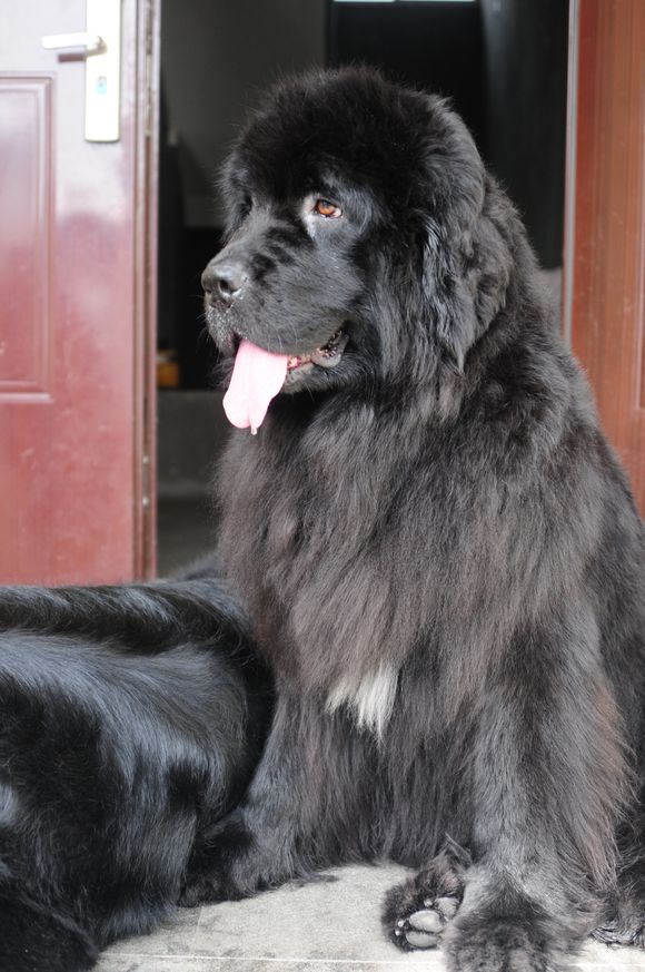 纽芬兰犬vs藏獒,纽芬兰犬藏獒混血