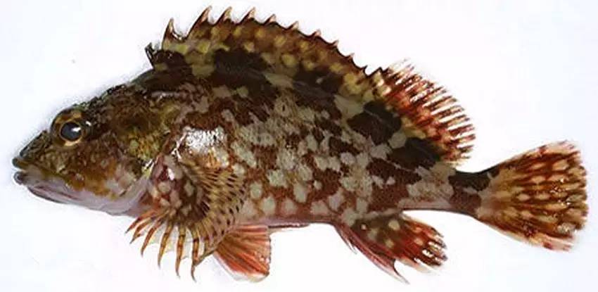 石狗公鱼特征,石狗公鱼多大