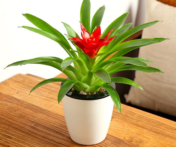 家里转运风水植物可以养哪些,风水摆放哪些植物招财转运