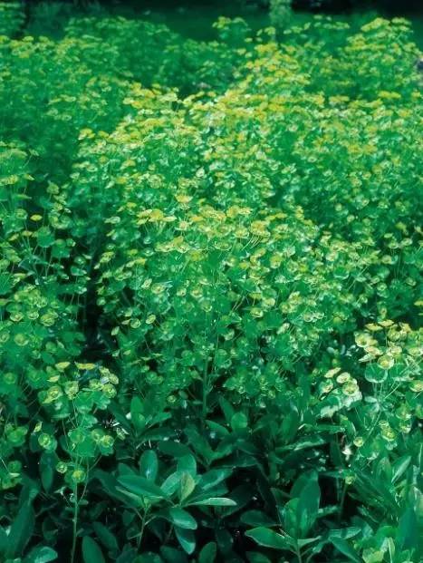 15个高颜值花园庭院设计,冬日无阳光的后花园庭院设计