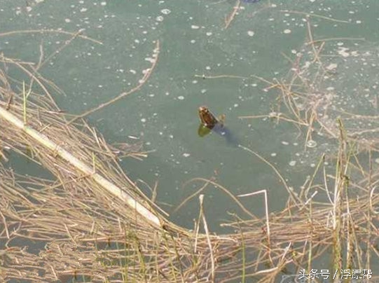 惹瘾上身,擒黑解毒