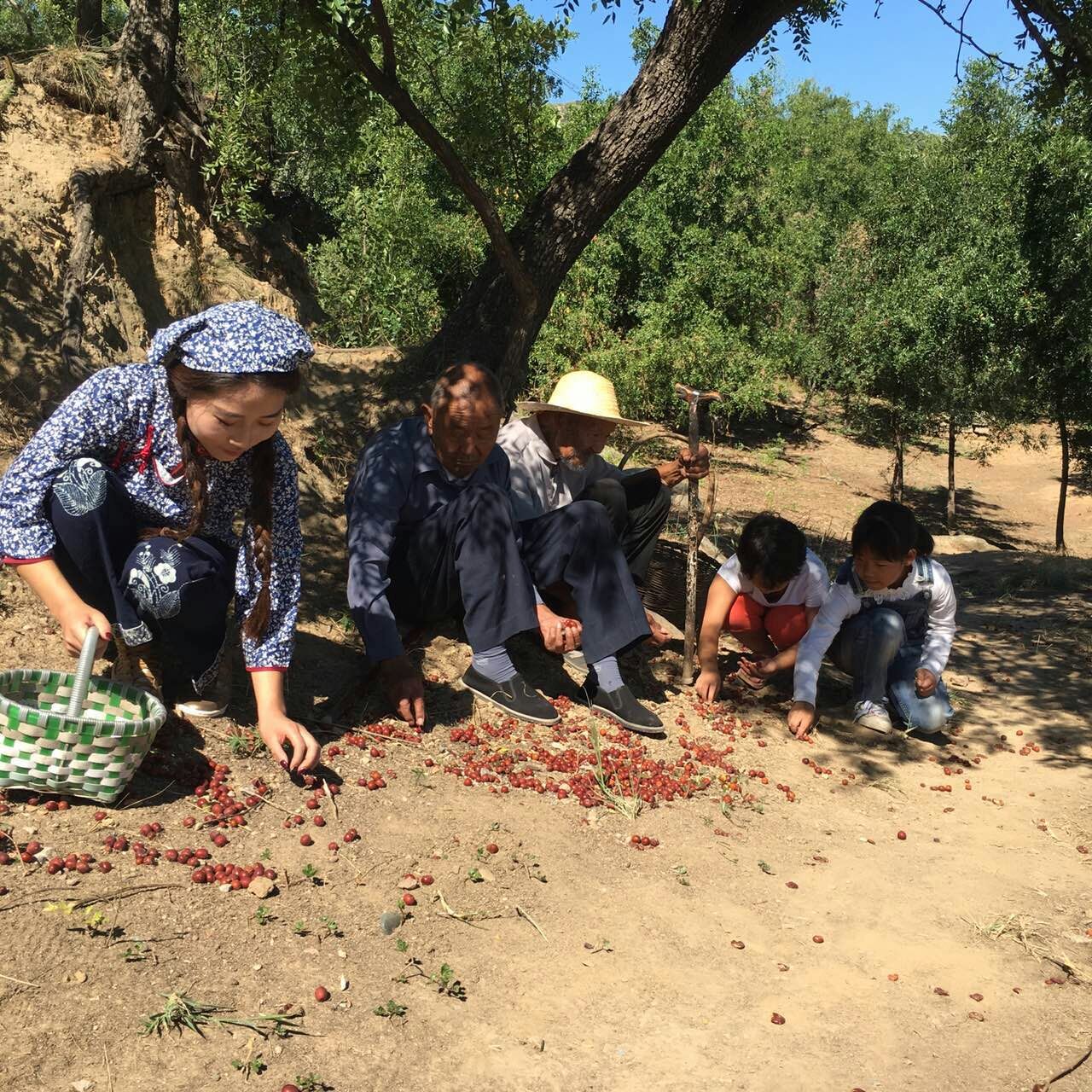 邢枣仁图片,邢枣仁是内丘的还是哪里的
