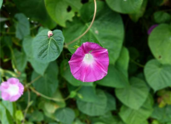 双摄表现绝赞!cool1dual评测:最值得购买的千元机