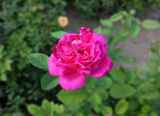 双摄表现绝赞!cool1dual评测:最值得购买的千元机