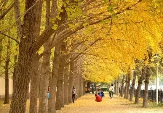 来成都要懂的知识,来成都一定要做的九件事