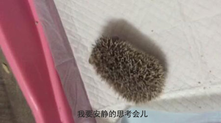 养刺猬是一个怎样的体验？