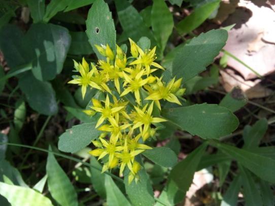 营养菜高钙菜,农民美食好吃不贵经济实惠