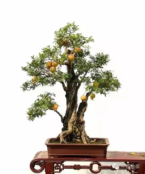 中秋赏桂花吃月饼,中秋佳节吃团圆