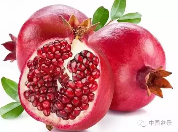 中秋赏桂花吃月饼,中秋佳节吃团圆