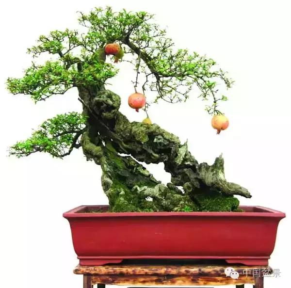 中秋赏桂花吃月饼,中秋佳节吃团圆