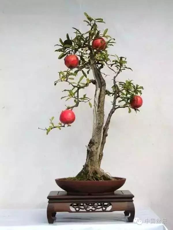 中秋赏桂花吃月饼,中秋佳节吃团圆