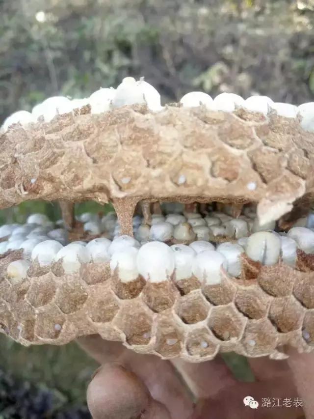 云南昆虫宴美食,云南特色虫宴