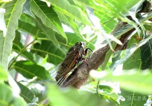 云南昆虫宴美食,云南特色虫宴