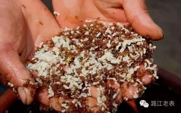 云南昆虫宴美食,云南特色虫宴