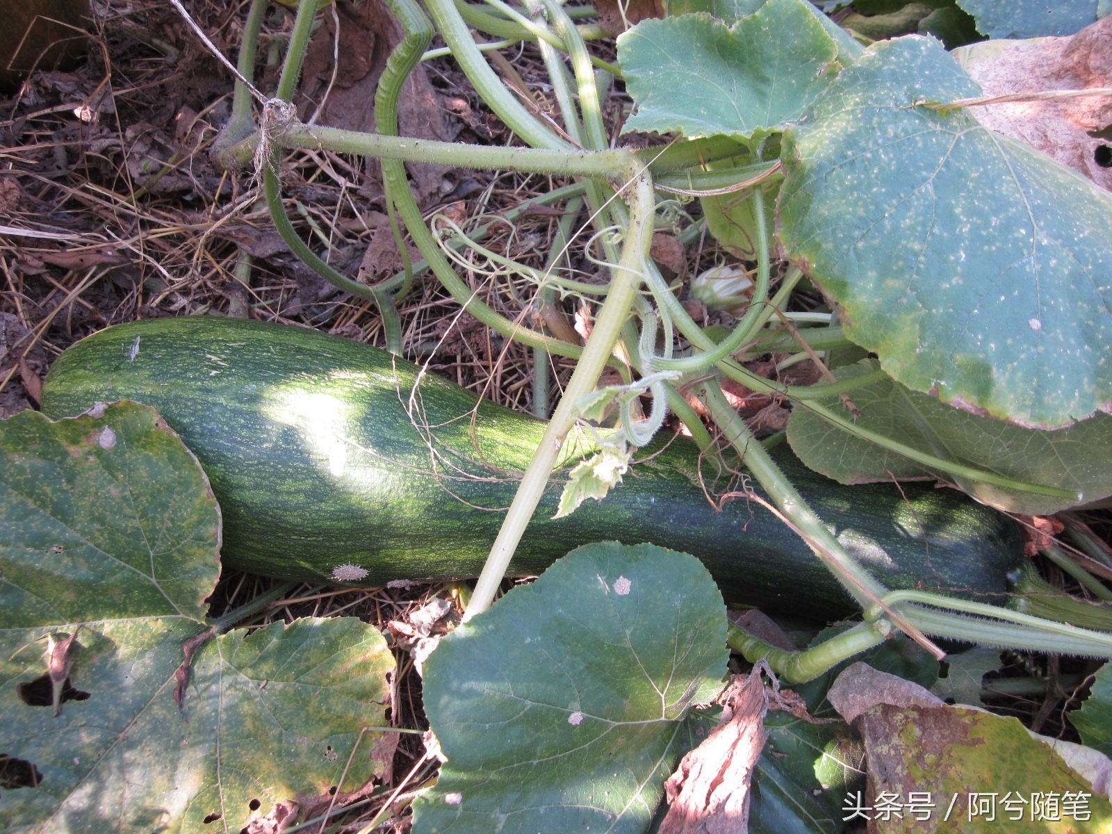 农村人最爱种植的20种“瓜”,你认识几个?|阿兮随笔